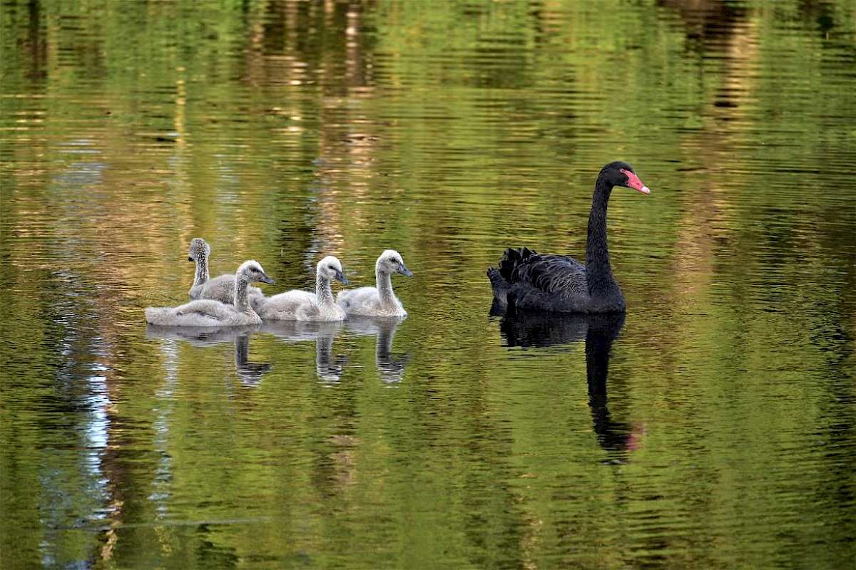 Our resident swans have had cygnets! Photo courtesy of Geoff Pile.